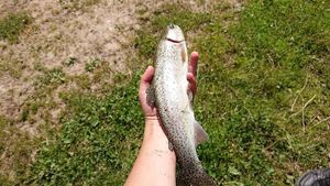 Rainbow Trout