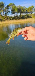 European Perch