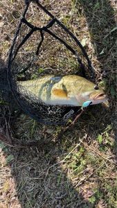 Largemouth Bass