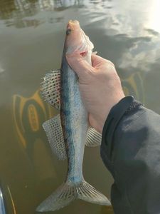 Zander