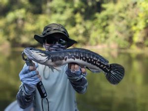 Snakehead