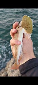 Red Gurnard