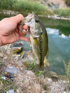 Largemouth Bass