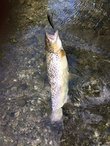 Brown Trout