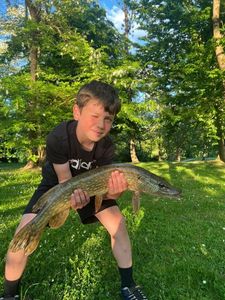 Northern Pike