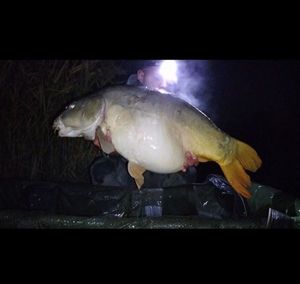 Mirror Carp