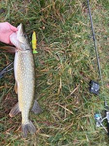 Northern Pike