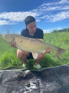Grass Carp