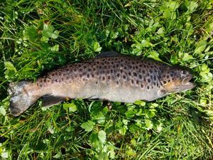 Brown Trout
