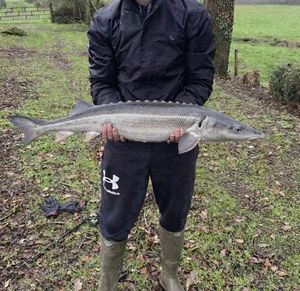 Starry Sturgeon