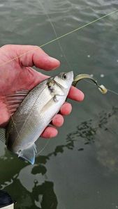 European Bass (Seabass)