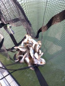 Roach
