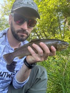 Brown Trout