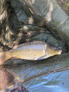 Leather Carp