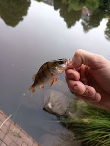 European Perch