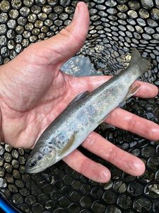 Brown Trout