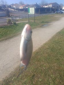 Common Bream