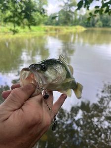 Smallmouth Bass