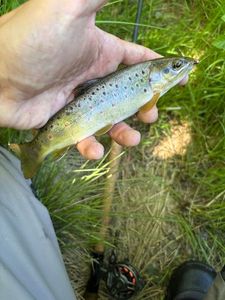 Brown Trout