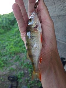 European Perch