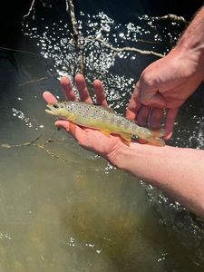 Brown Trout