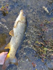 Common Carp