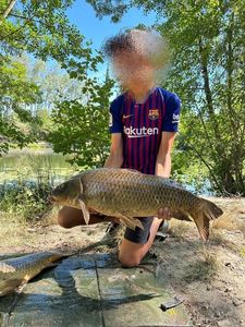 Common Carp