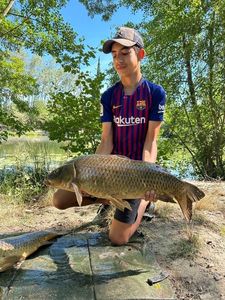 Common Carp