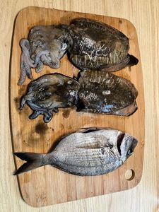 Common Cuttlefish