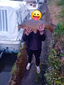 Common Carp