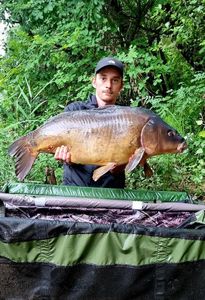 Mirror Carp
