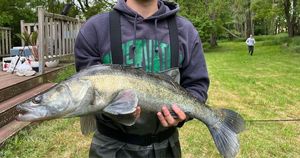 Zander