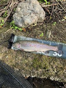 Rainbow Trout