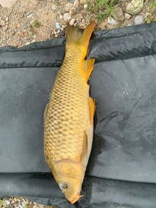 Common Carp