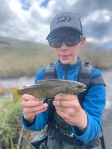 Brown Trout