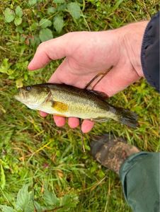 Smallmouth Bass