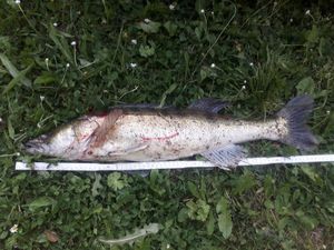 Zander