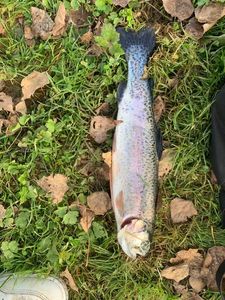 Cutthroat Trout