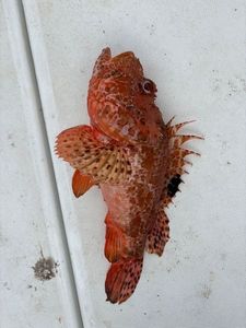 Red Scorpionfish