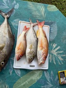 Mutton Snapper