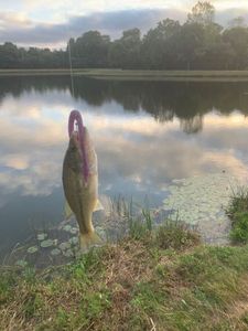 Largemouth Bass