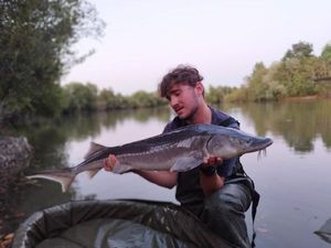 Sturgeon