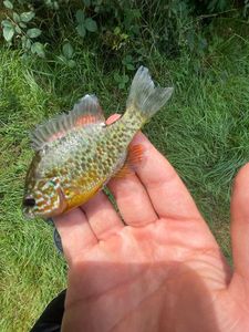 Green Sunfish