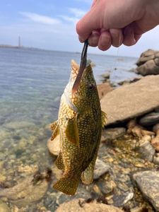 Ballan Wrasse