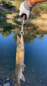 brochet