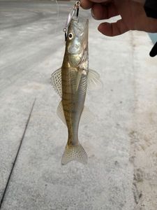 Zander