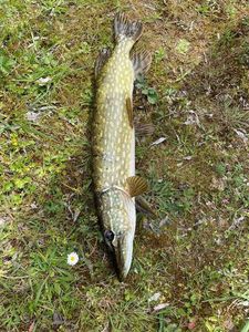 Northern Pike