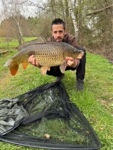 Common Carp