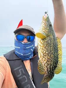 Ballan Wrasse