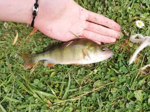 European Perch